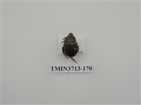 藏品(金龜子科)的圖片